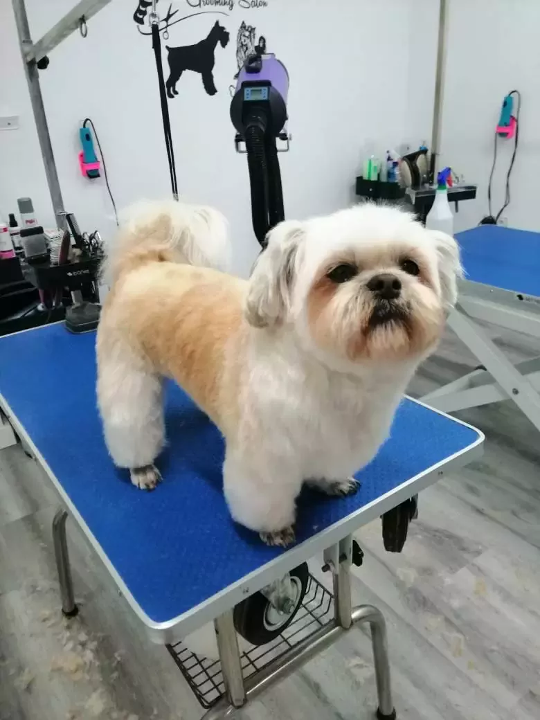 Peluqueria Canina Pretty Can Grooming