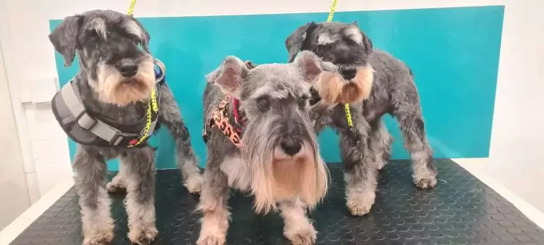 Peluquería canina Valtercan