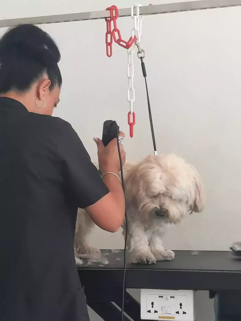 Peluqueria Canina Mimitos