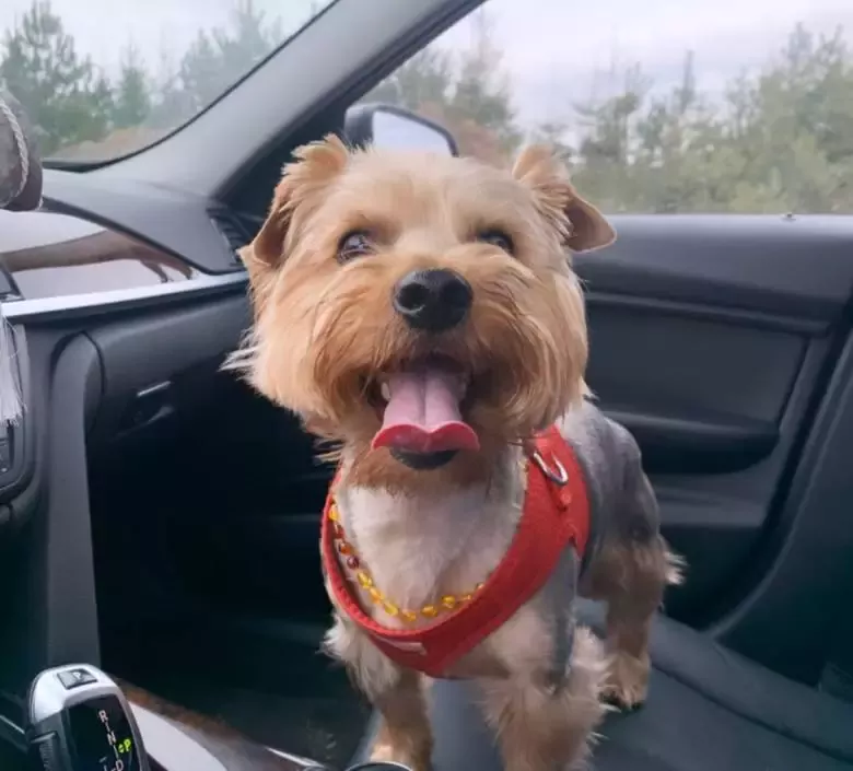 Peluqueria Canina Pancho