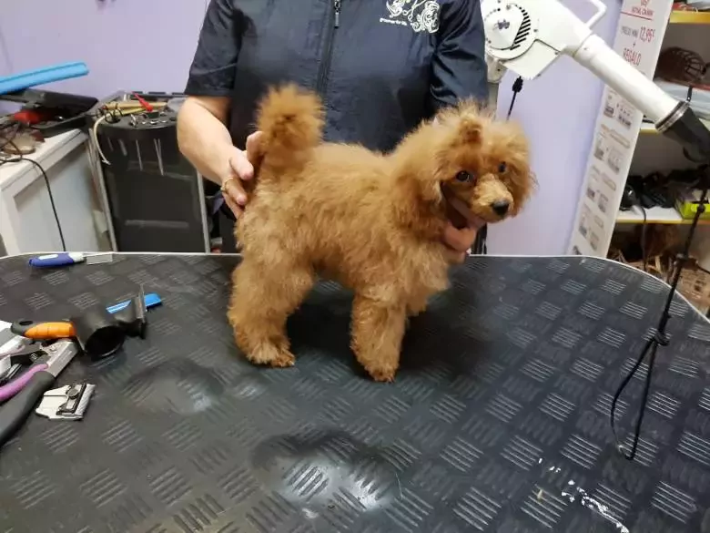 Peluqueria Canina Toñi Collado Estepona