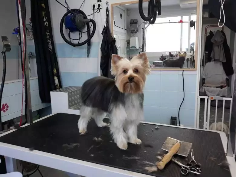 Peluqueria canina y felina Kendra