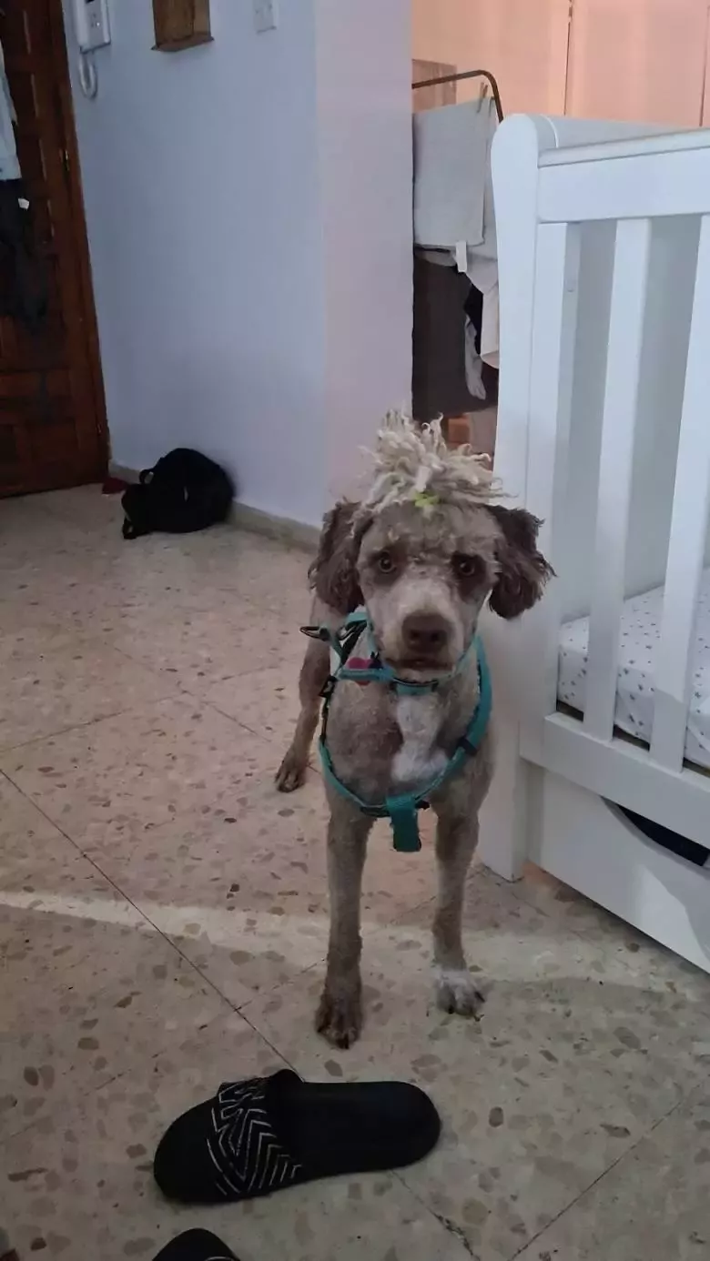 Peluquería Canina PELOS