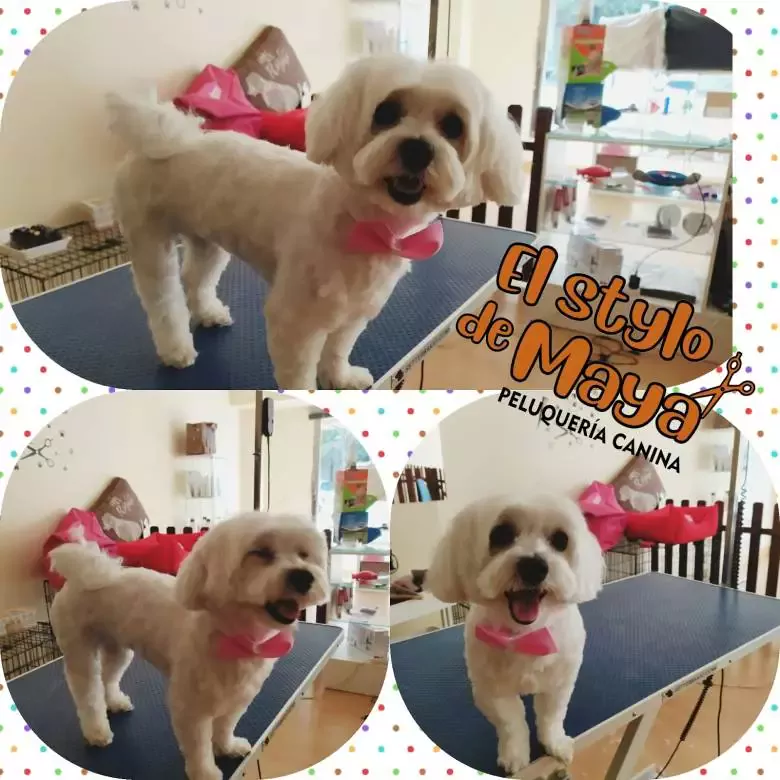 El Stylo de Maya Peluqueria Canina