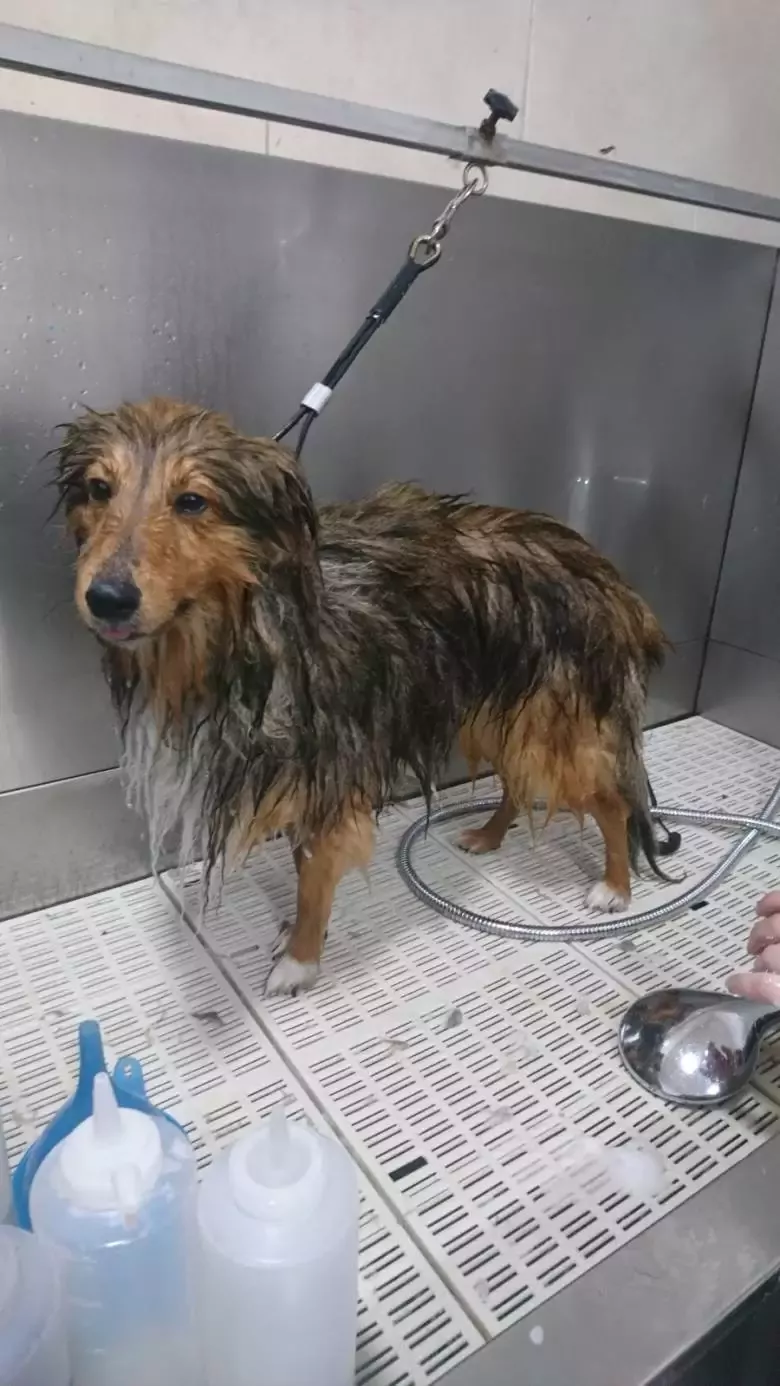 Peluquería Canina Alaskan