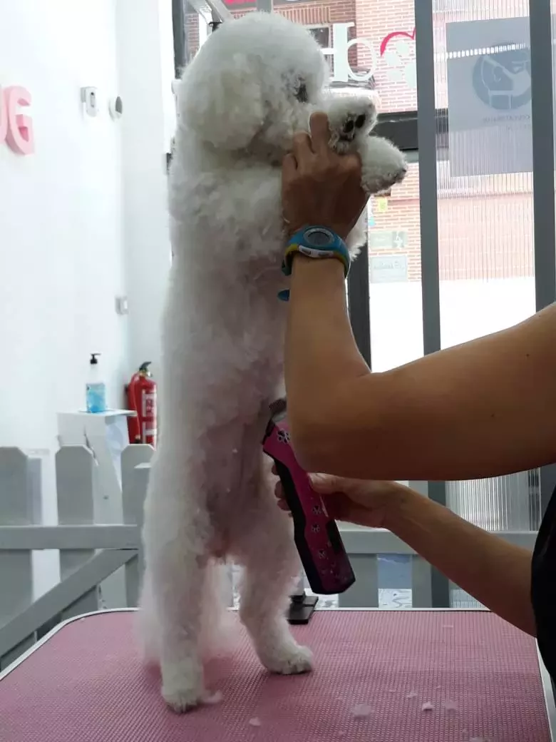 Peluquería Canina Alidog