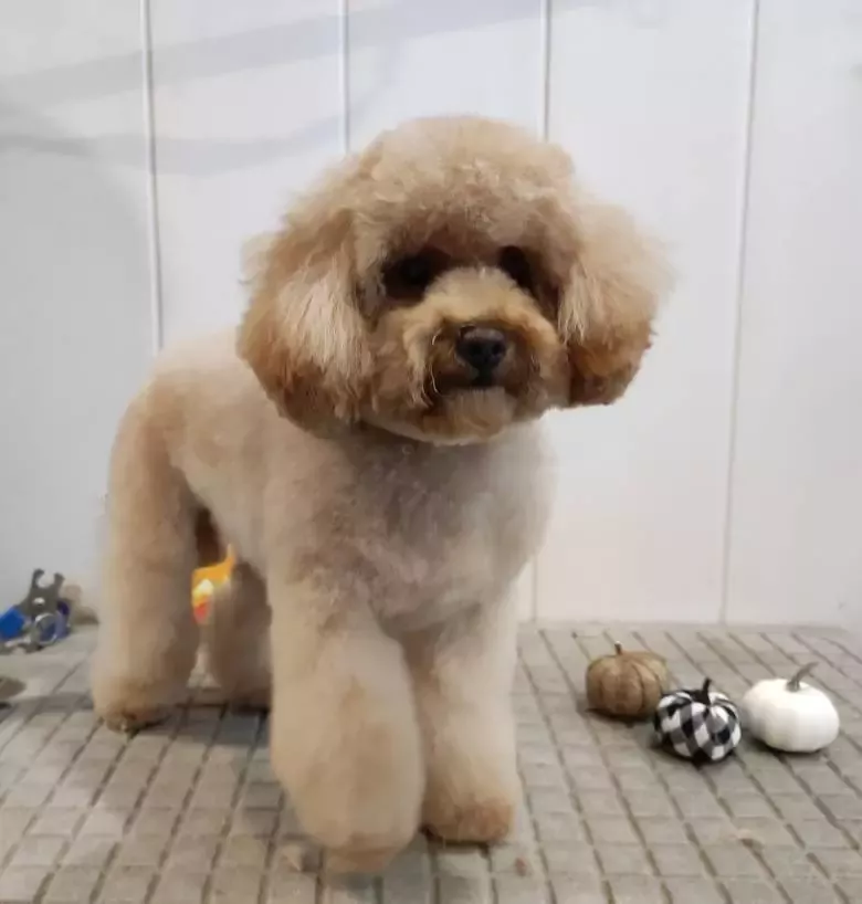 ADIZKI peluquería canina