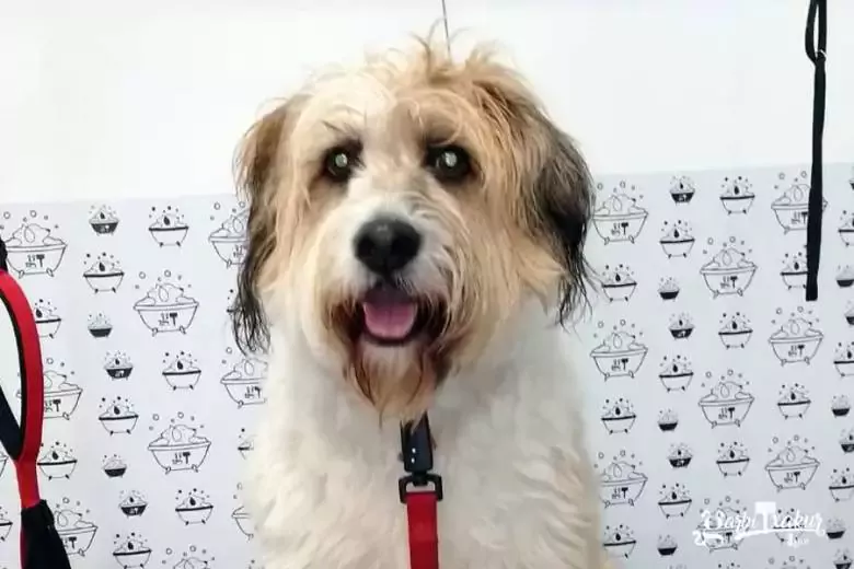 GarbiTxakur Irún Autolavado de mascotas y peluquería canina