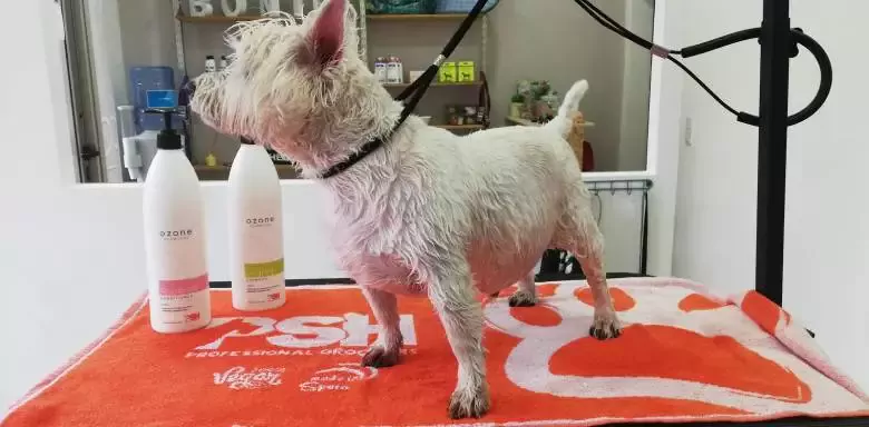 Bonic peluqueria canina nou barris