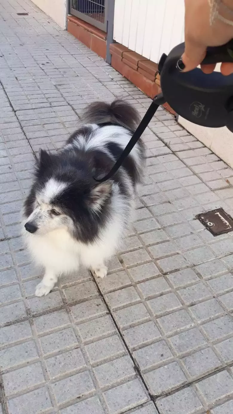 Peluquería canina Guau qué pelos!