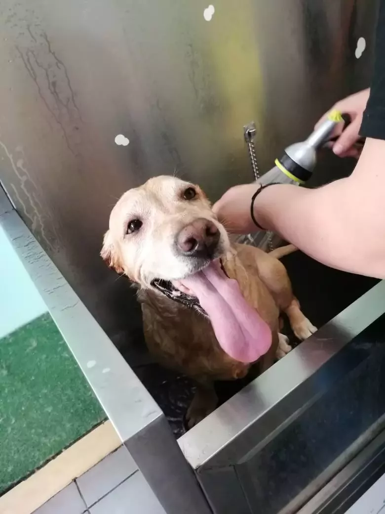 Pet Wash autolavado de mascotas y Peluquería canina