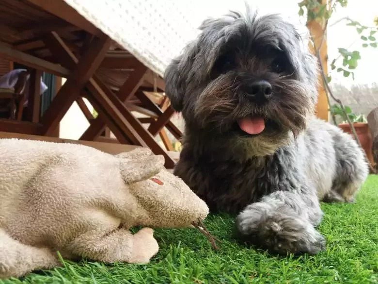 My Look peluquería canina distribucion al profesional y afilado de herramienta de peluqueria