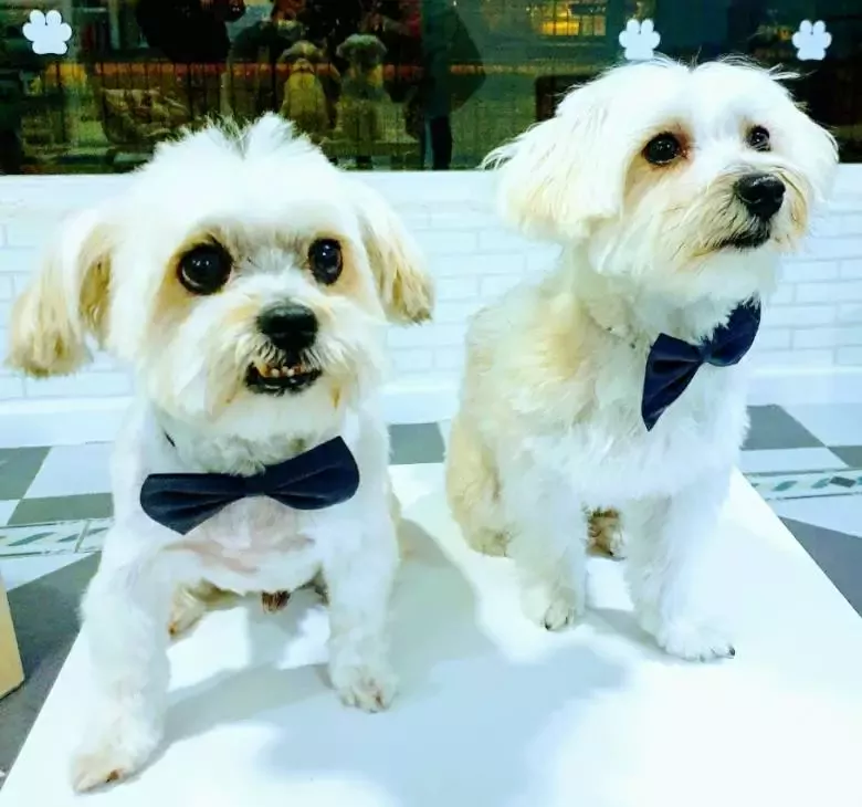 Patitas - Peluquería Canina