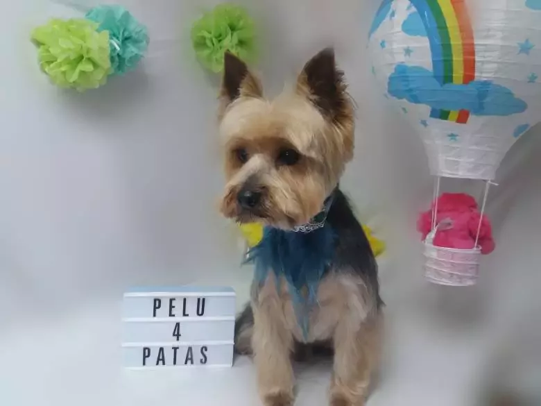 Peluqueria Canina 4Patas Torrelavega