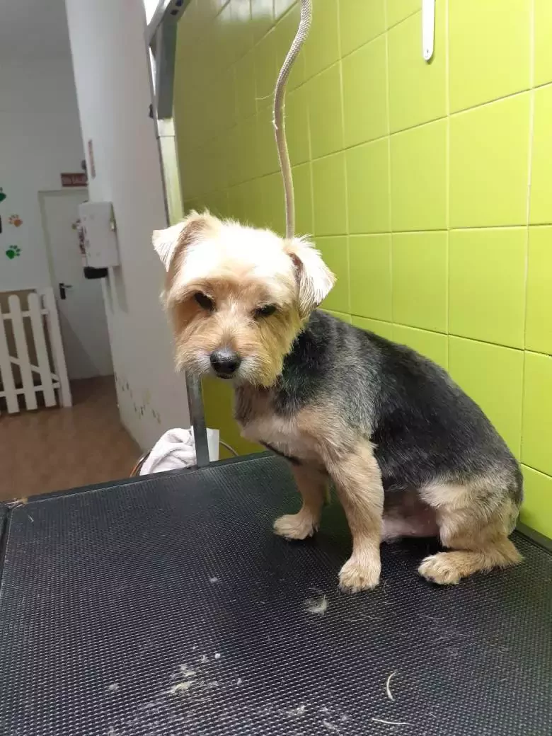 Peluqueria Estetica Canina La Tropa