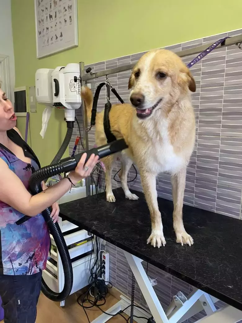 Rebeca Cuevas Peluquería de mascotas y consulta veterinaria