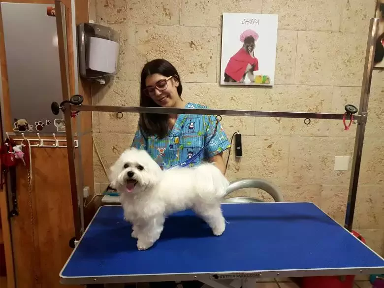 Gossets Peluquería canina Petrer