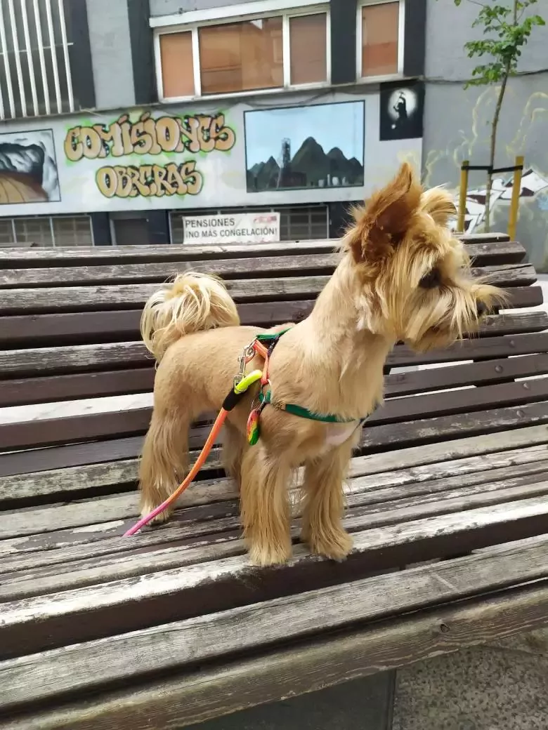 Belice Salón Canino