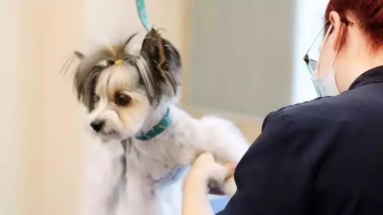 ÉLITE SALÓN CANINO Peluqueria canina y academia en Pola de Siero