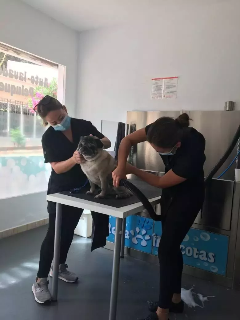 Aquamascotas peluquería canina