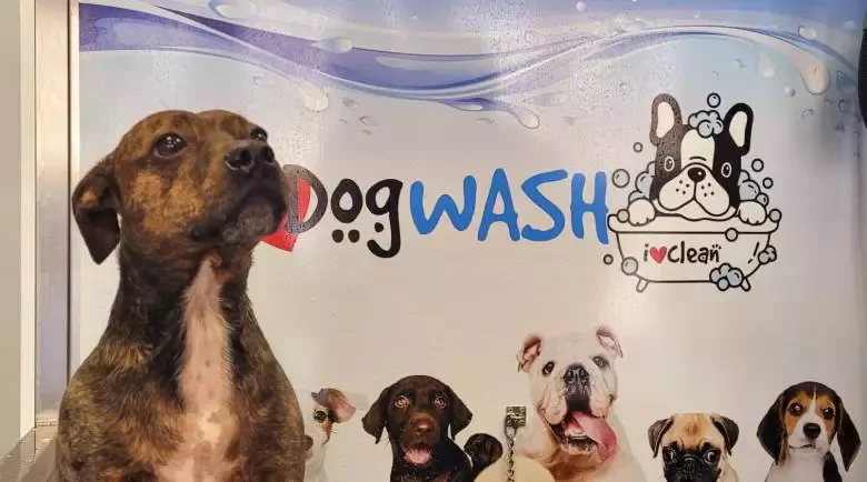 I Love Dog Wash Portugalete