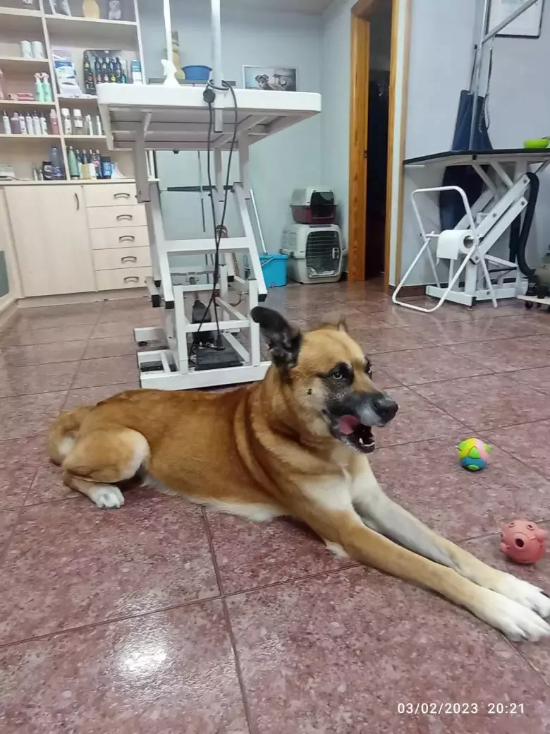 Peluquería Canina Lladrits