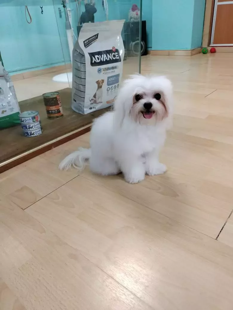 PELUQUERÍA CANINA TRUFAPI