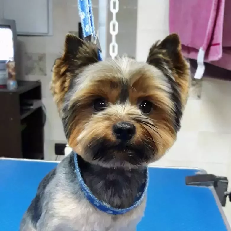 Peluquería Canina Burbujas