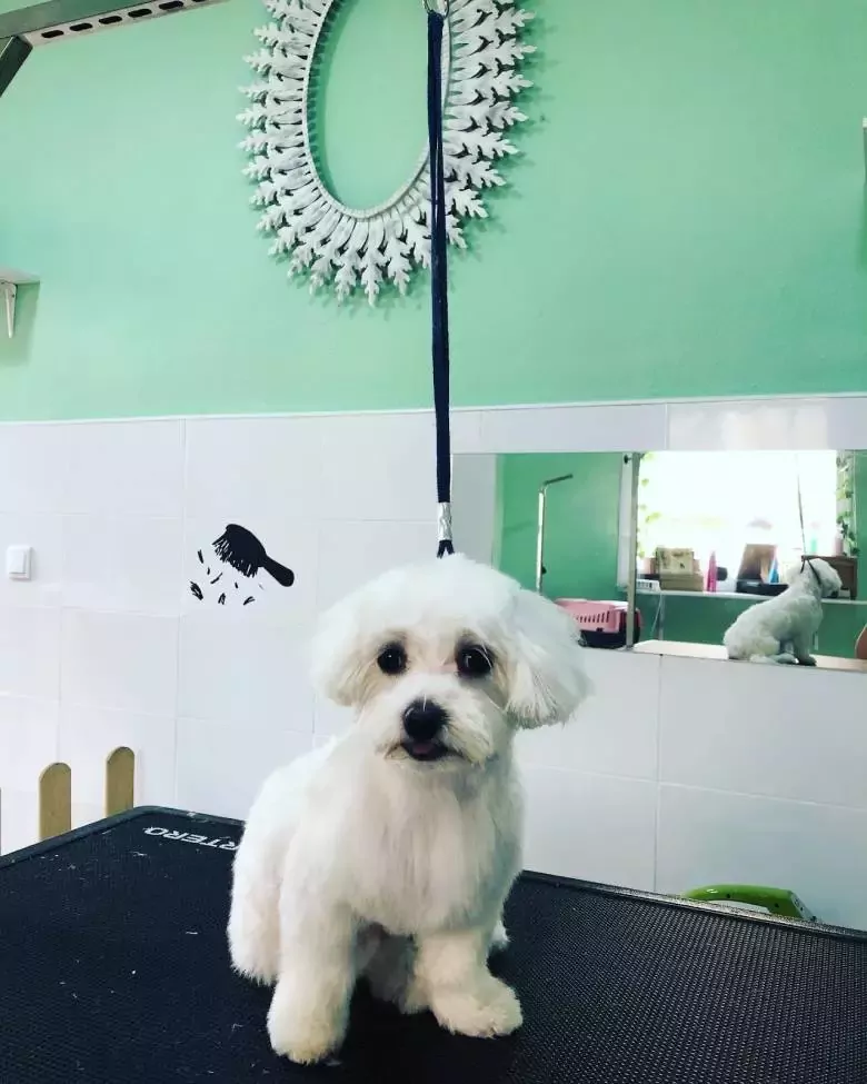 Peluquería y Estética canina Amores Perros