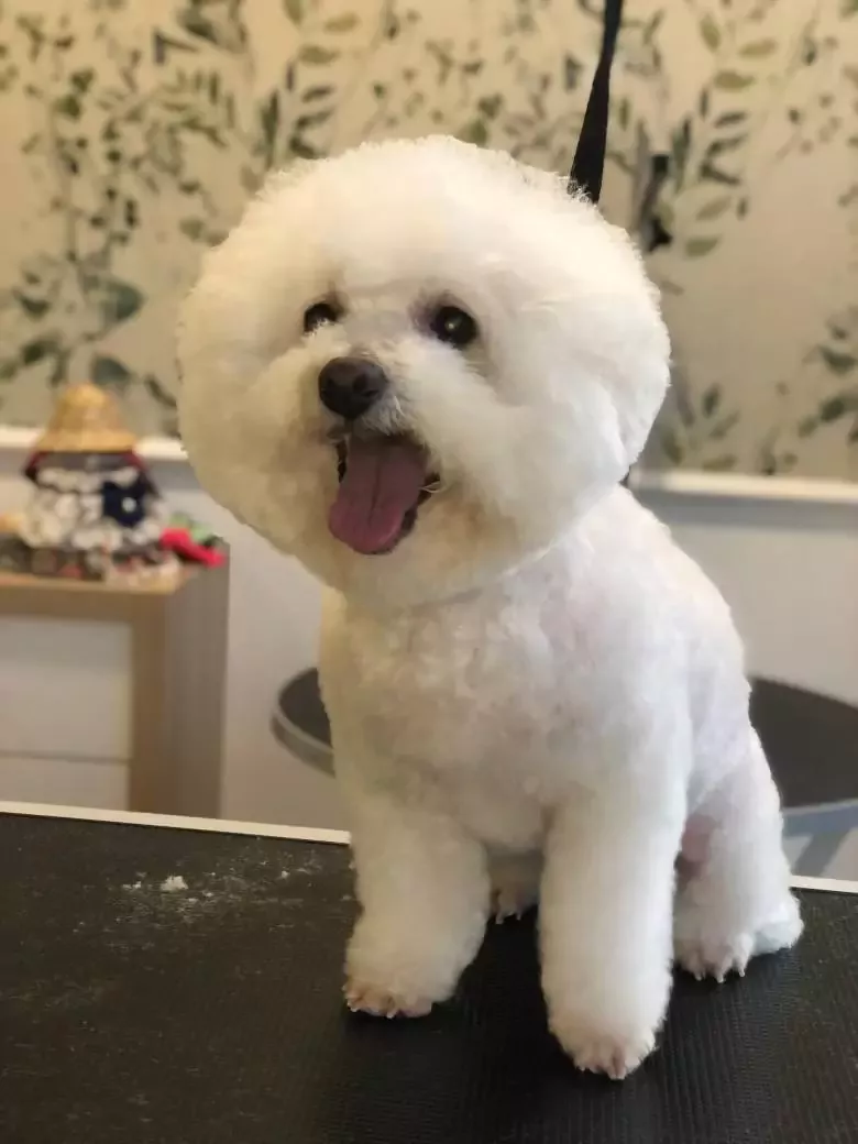 Báñame tú bubble groomer estilismo canino y felino autolavado de mascotas