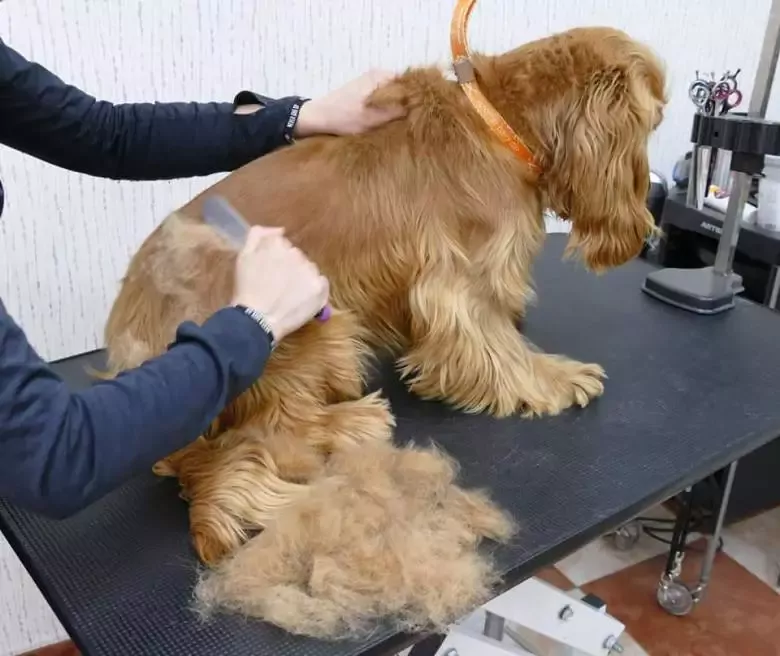 Peluqueria canina lodican