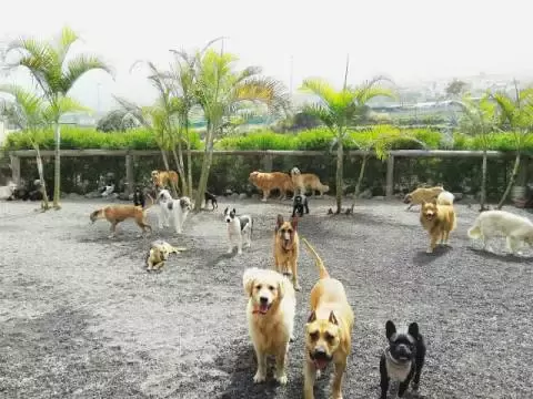 Tu centro canino Damián Machado