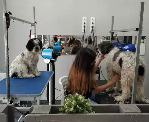 Peluquería Canina Alba Ozonoterapia para mascotas