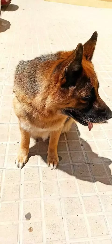 Patitas Limpias Peluquería y Estética Canina