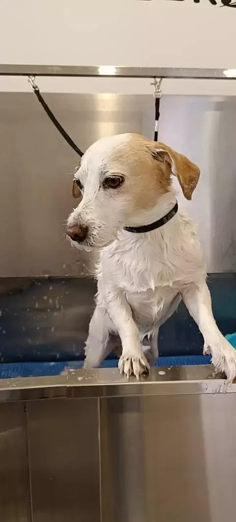 Peluquería canina Clara y Ainoa