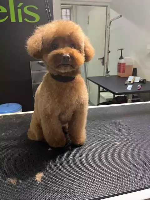 Elís Peluquería Canina