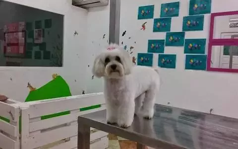 Peluquería Canina Eli