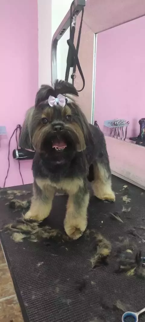 Peluquería canina Pequeños Peludos