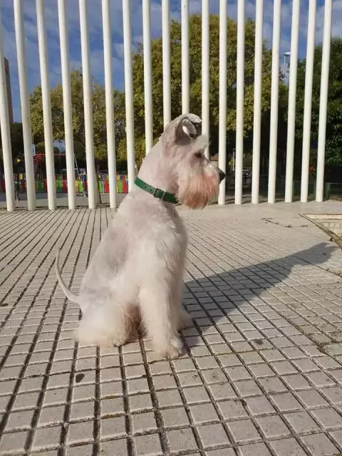 Adiestramiento psicología canina peluquería consulta veterinaria alimentación