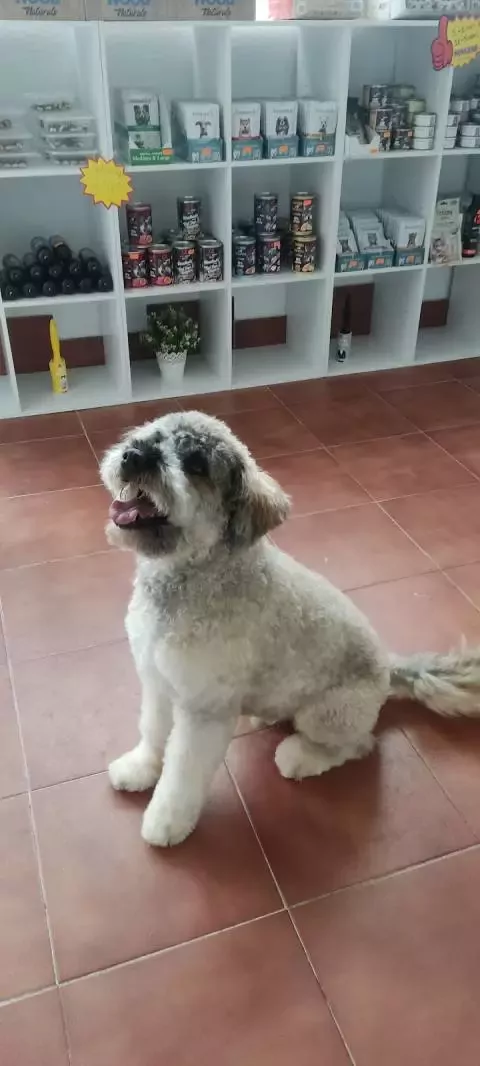 Cientotrece Peluquería canina