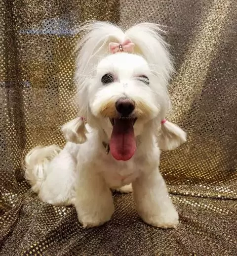 Peluquería Canina KRISTYLCAN