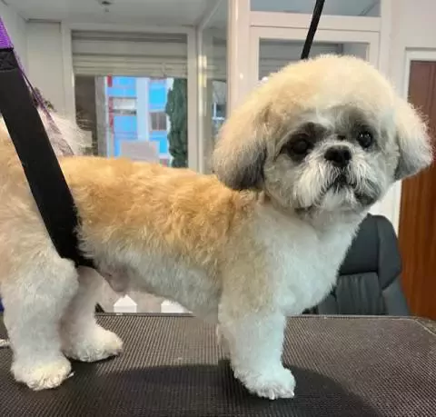 Tu Pet Estilismo de mascotas peluquería Canina y Felina Dog & Cat Grooming Salon No cierra a medio día