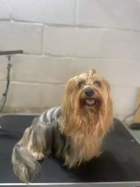 Cococan Peluquería Canina