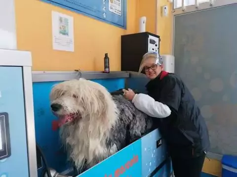 Dog Wash