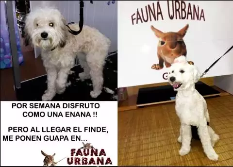 Fauna Urbana