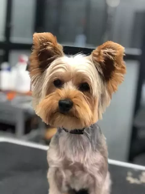 Peluquería canina parque alameda