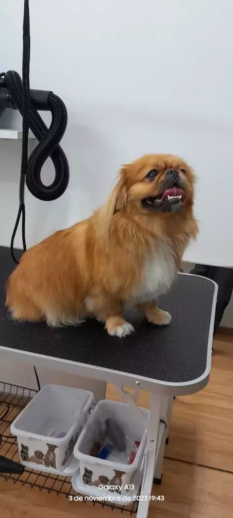 Peluquería canina +que pelos