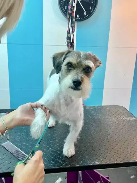 Simplemente Guapo Peluquería Canina