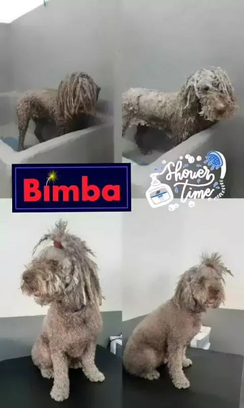 Turko's peluqueria canina