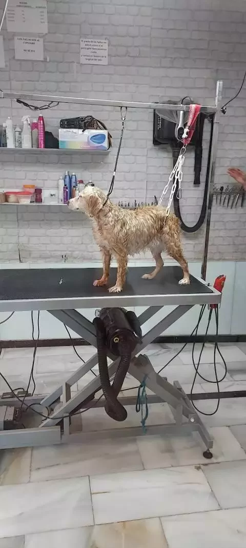 Peluqueria Canina y Felina ZOE